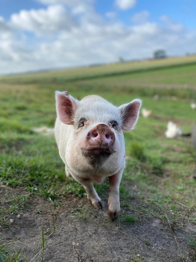 Apartmán “In Oans Oefje” Parel In De Polder! Lewedorp Exteriér fotografie